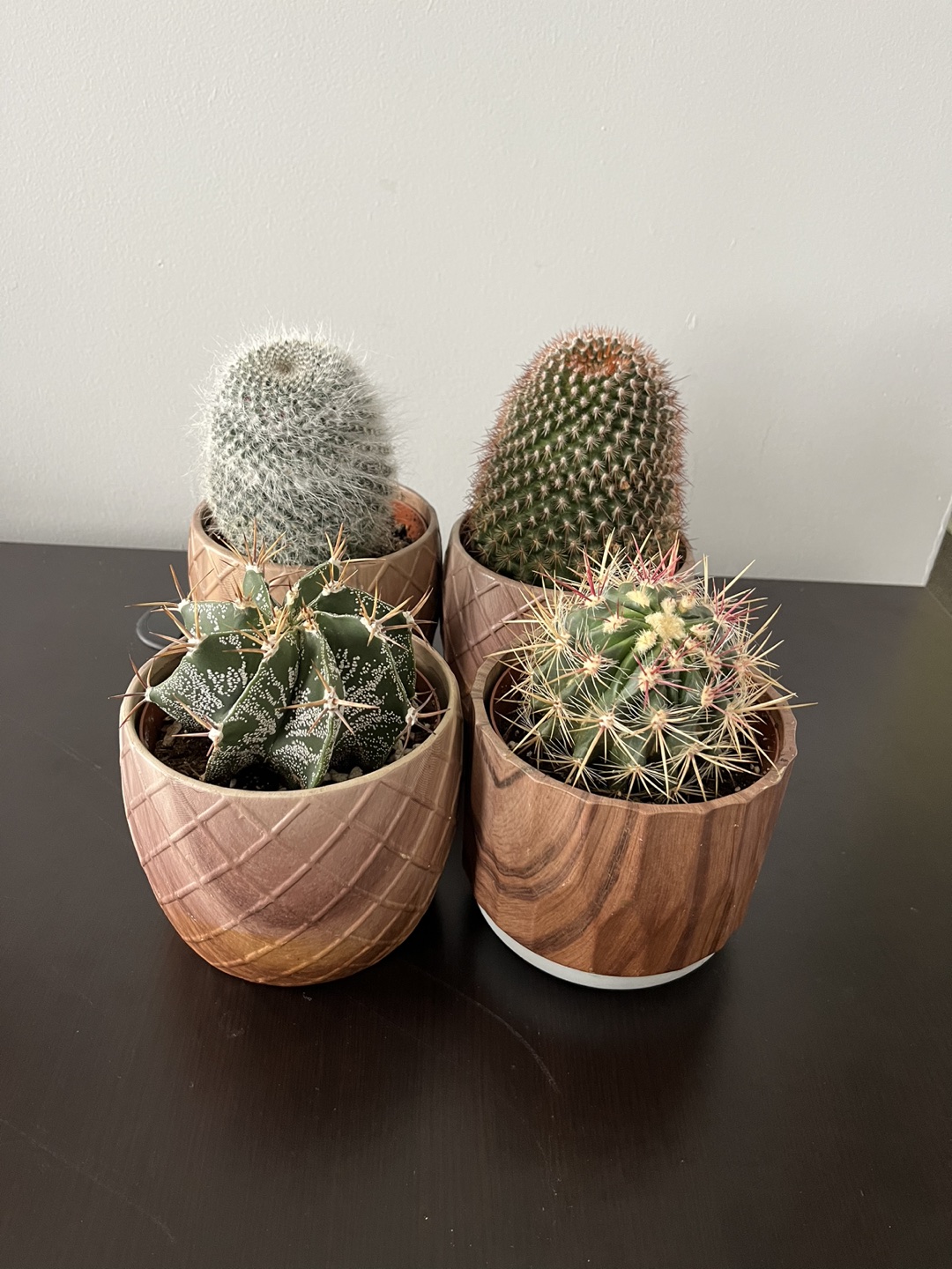 Set of 4 cactuses:$25.00, or $7 each thumbnail