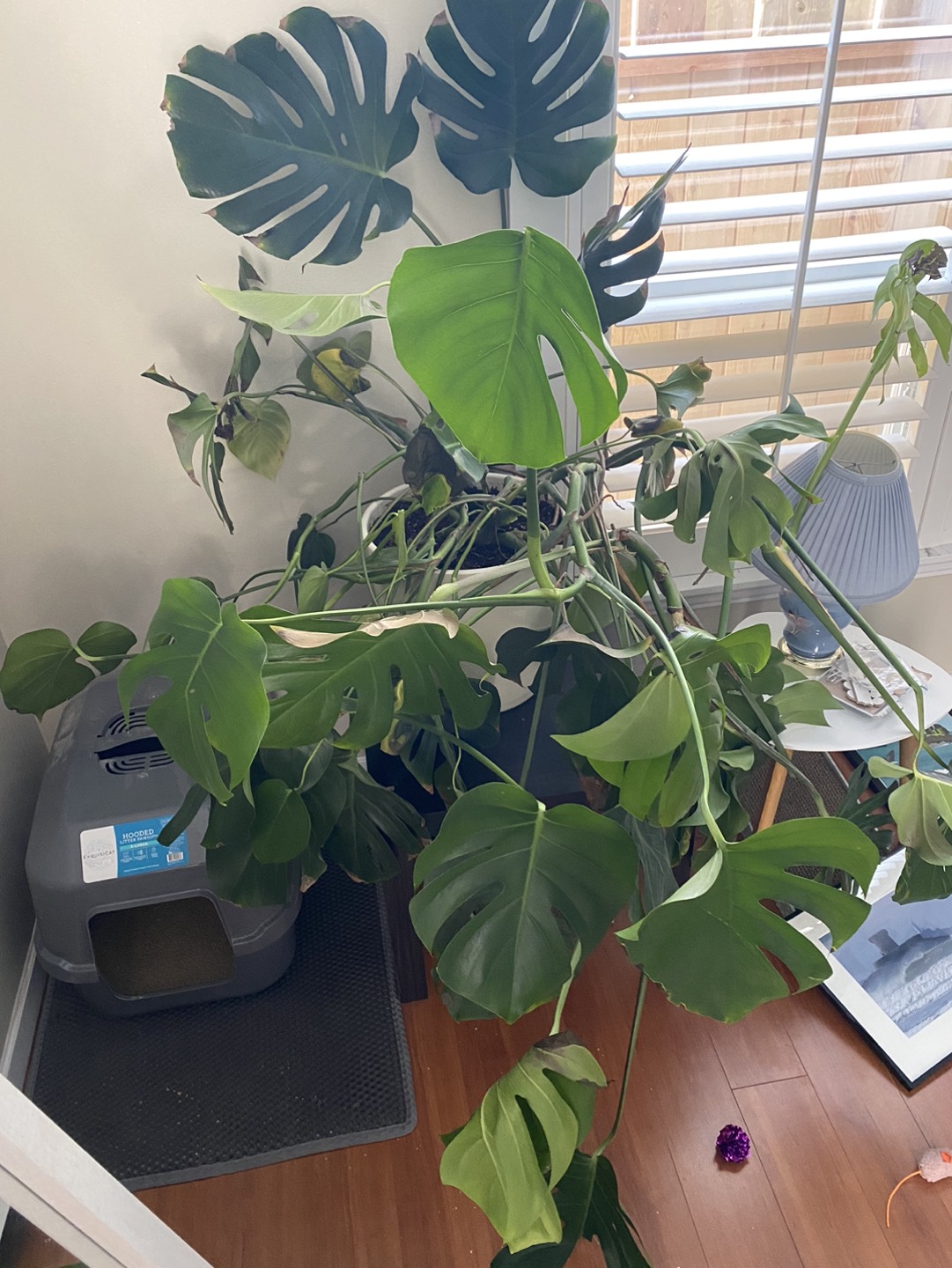Massive Monstera in search of a new home and some TLC - photo 3