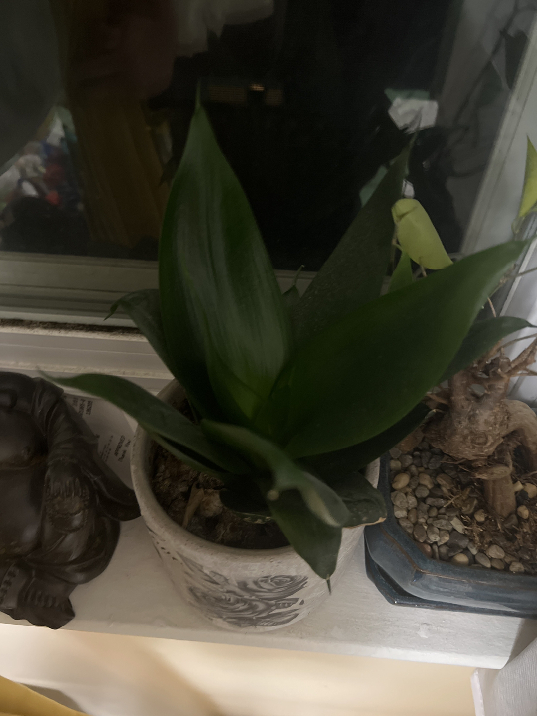 Plant that I got from Home Depot - photo 2