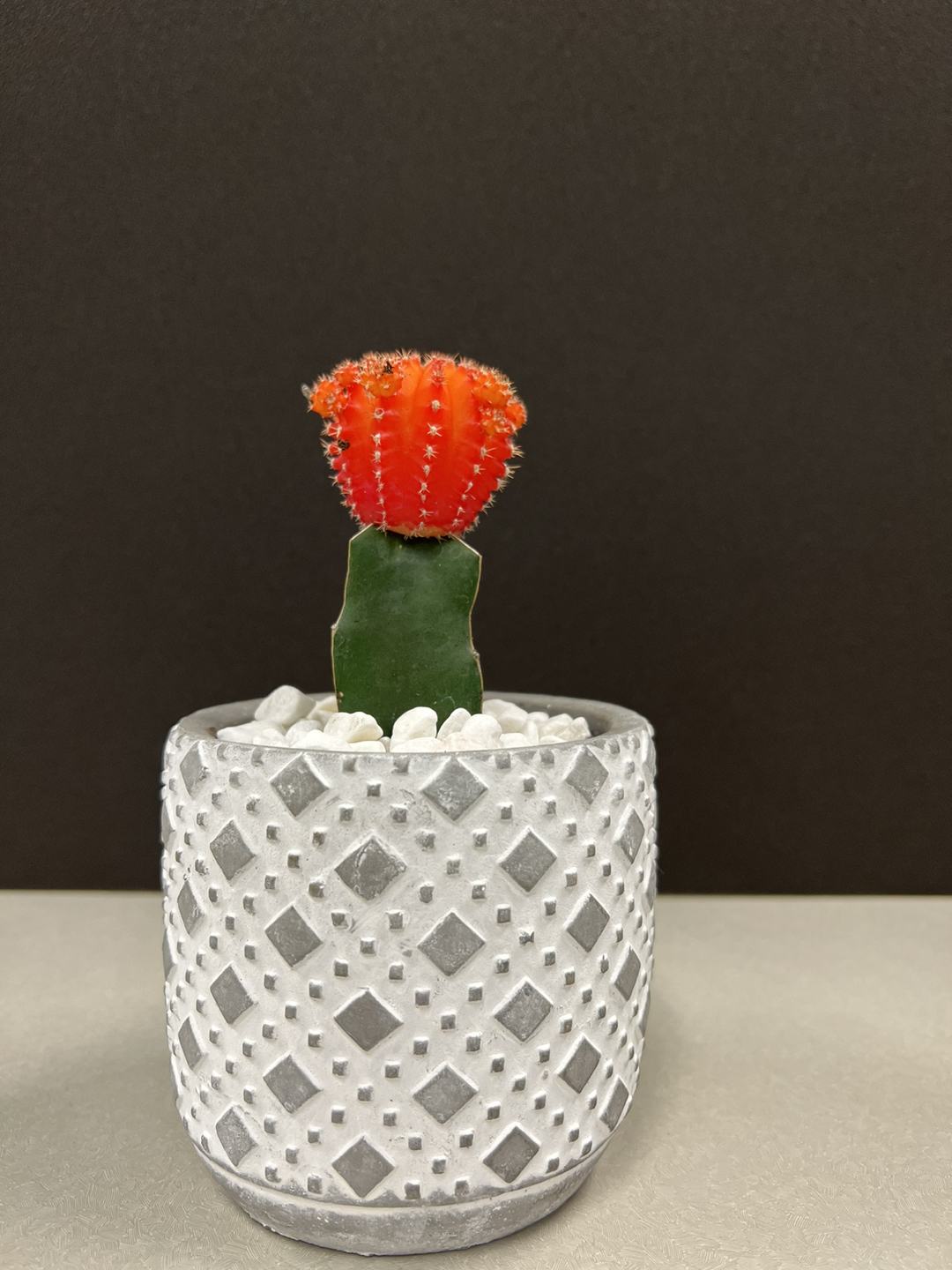 Cactus mini - photo 2