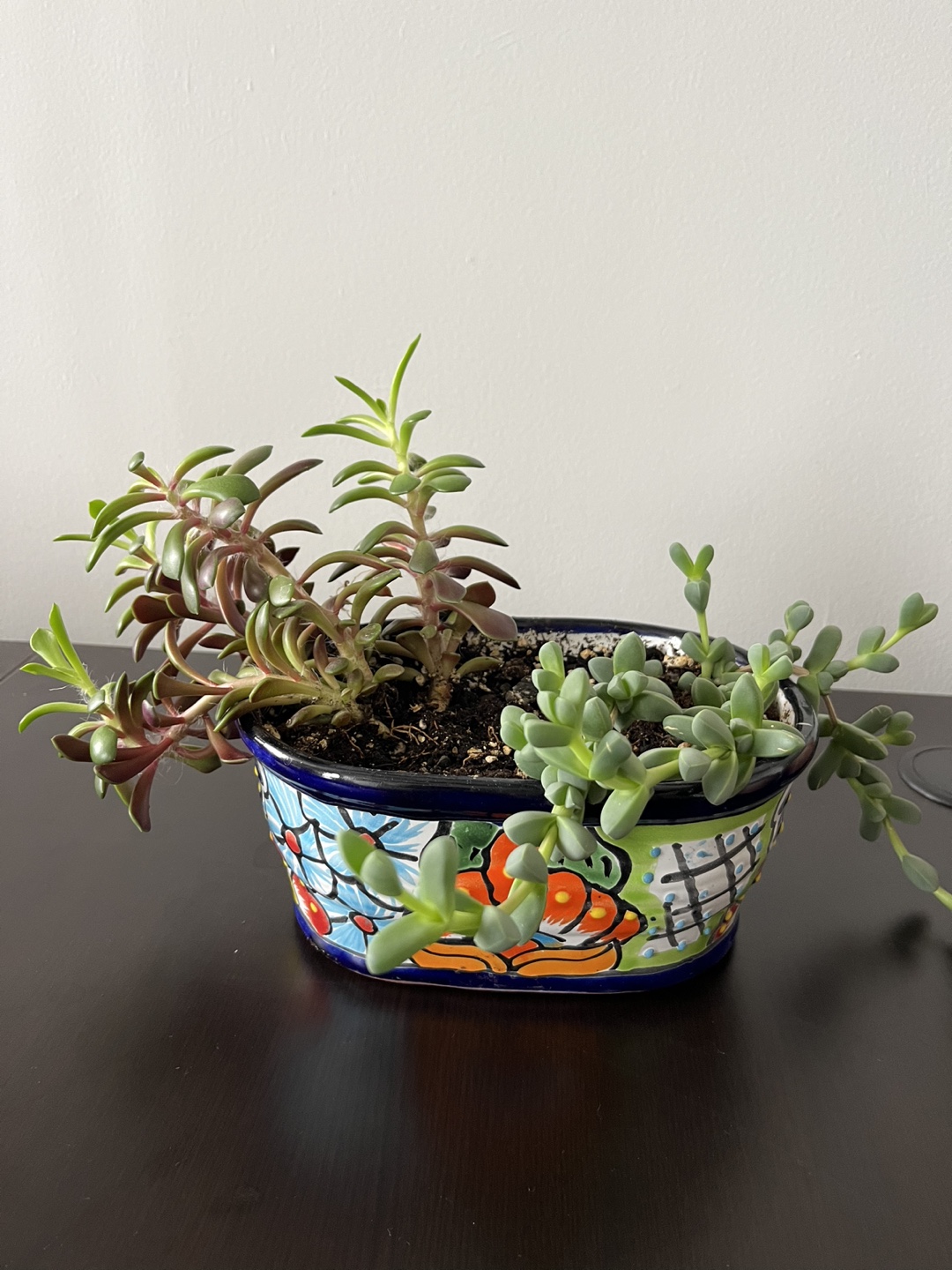 Succulents in the pot. $5.00 thumbnail