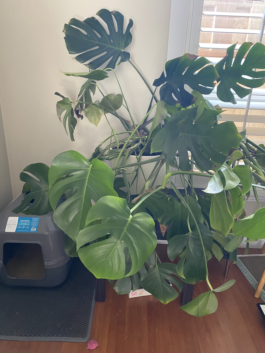 Massive Monstera in search of a new home and some TLC