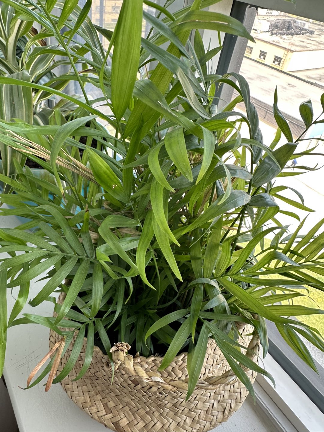 Plant - photo 2