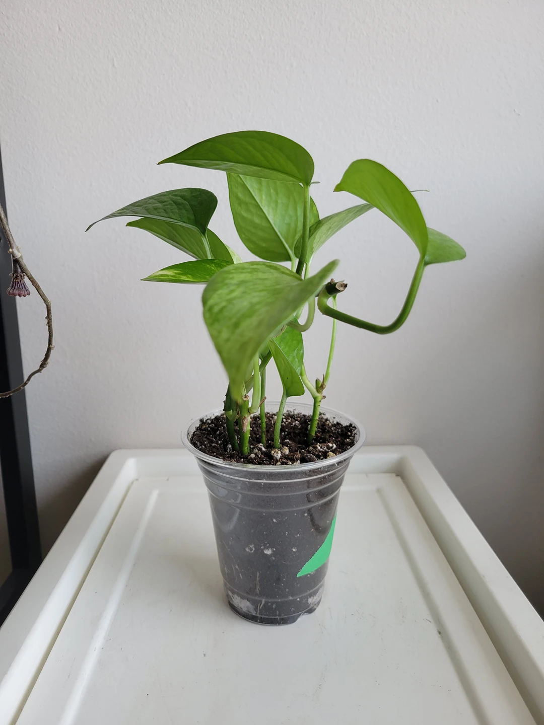 marble pothos thumbnail