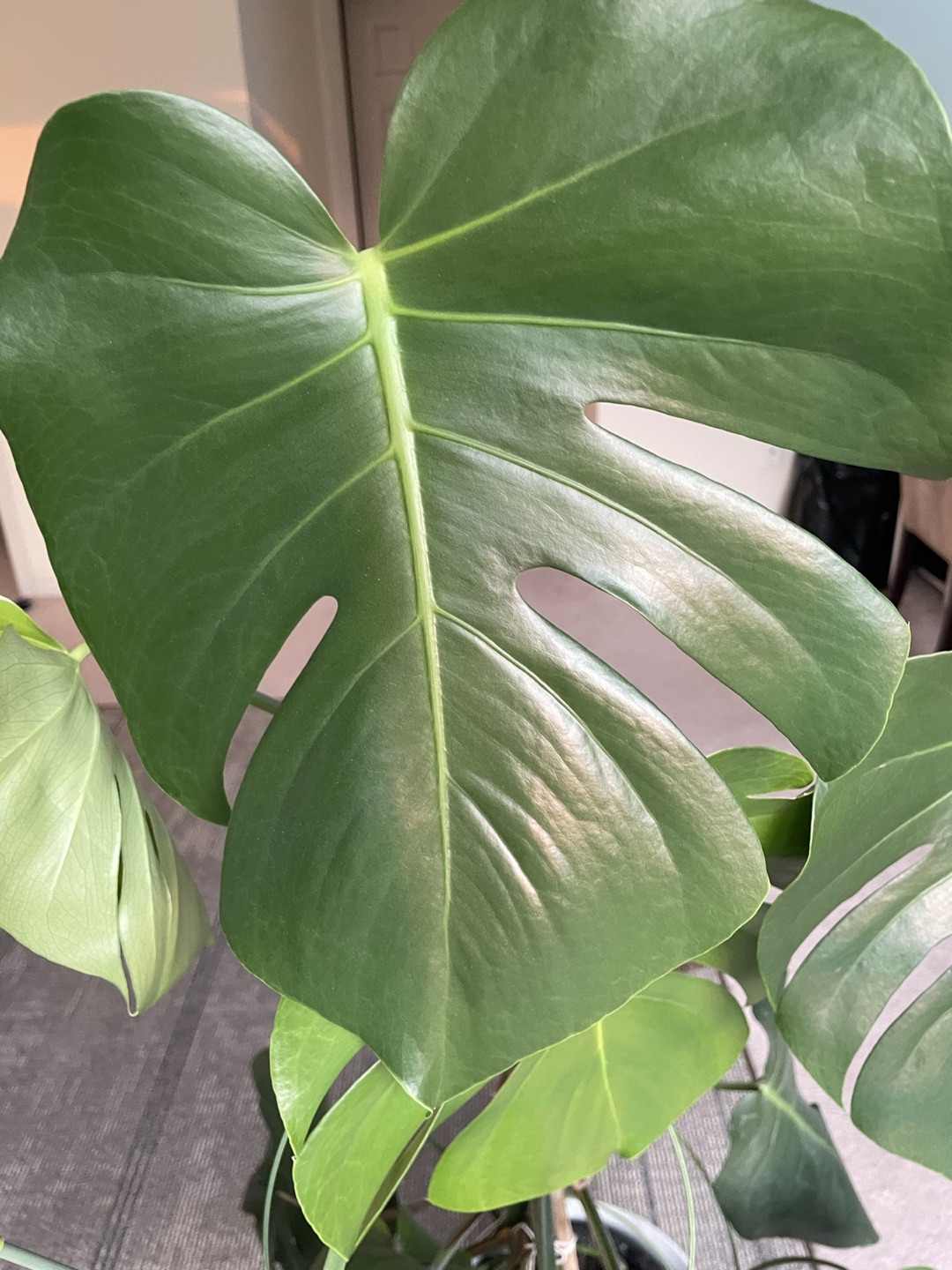 Monstera Deliciosa 1.30cm - photo 2