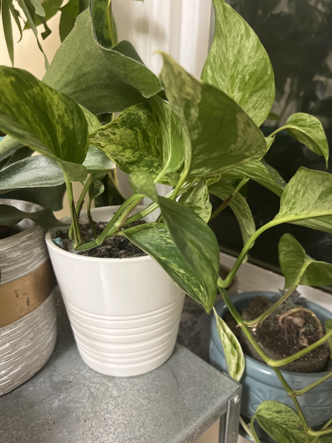 Devil’s ivy for sale !!