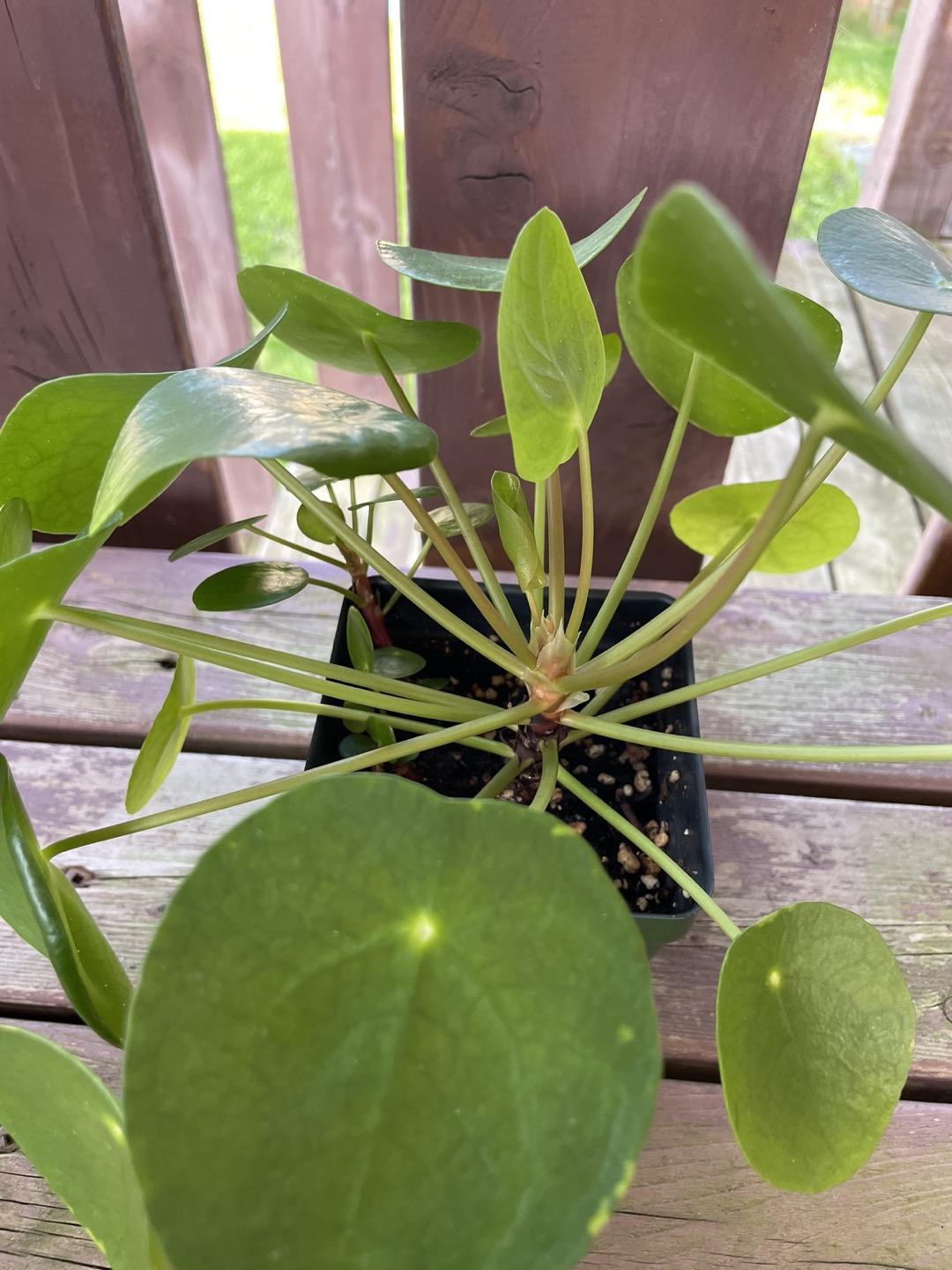 Chinese Money Plant - photo 2