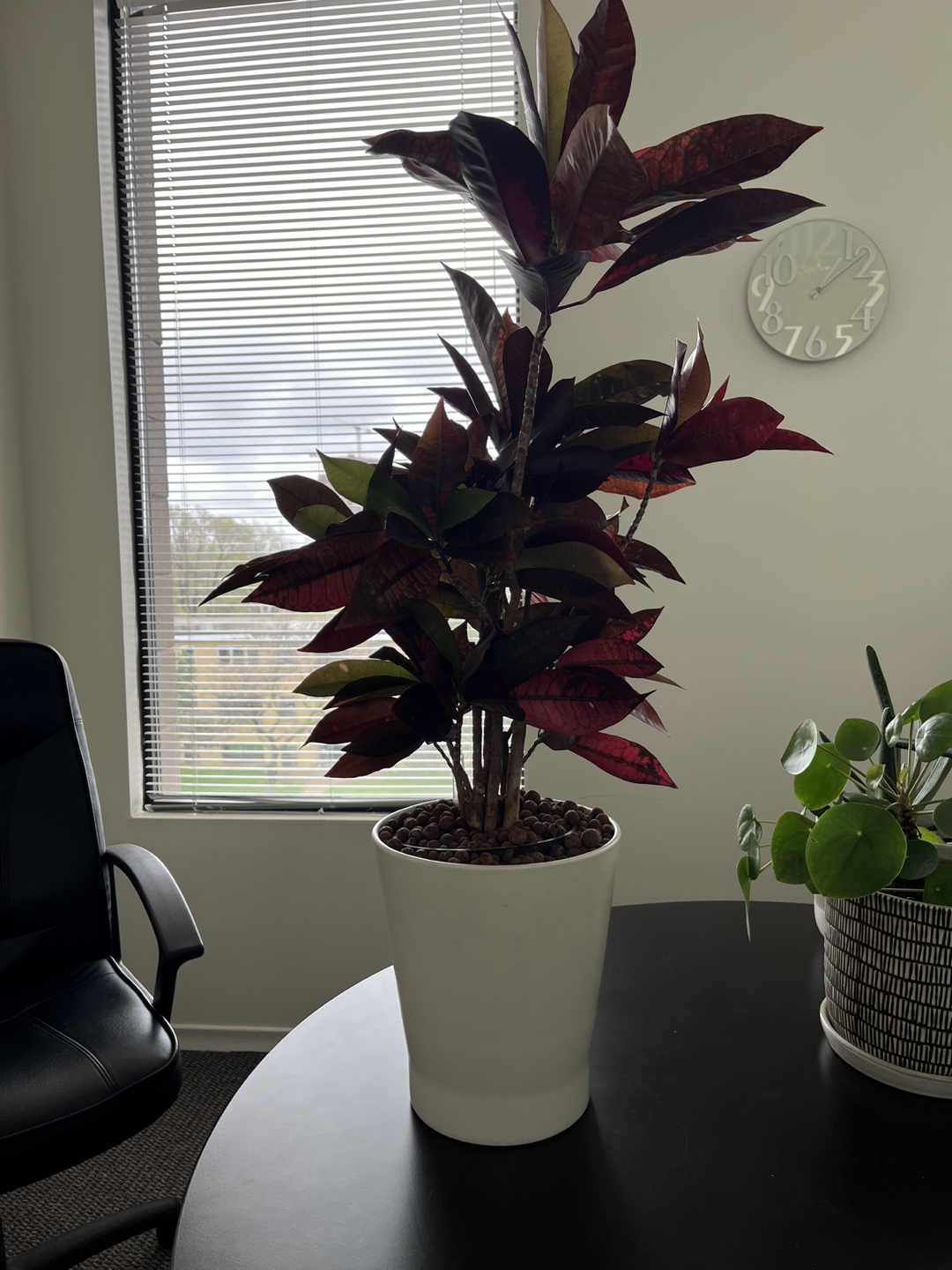 Plant in the pot. thumbnail