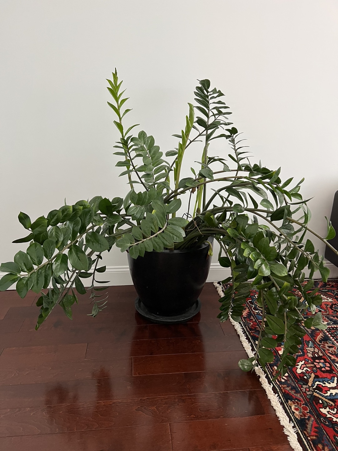 Large ZZ plant