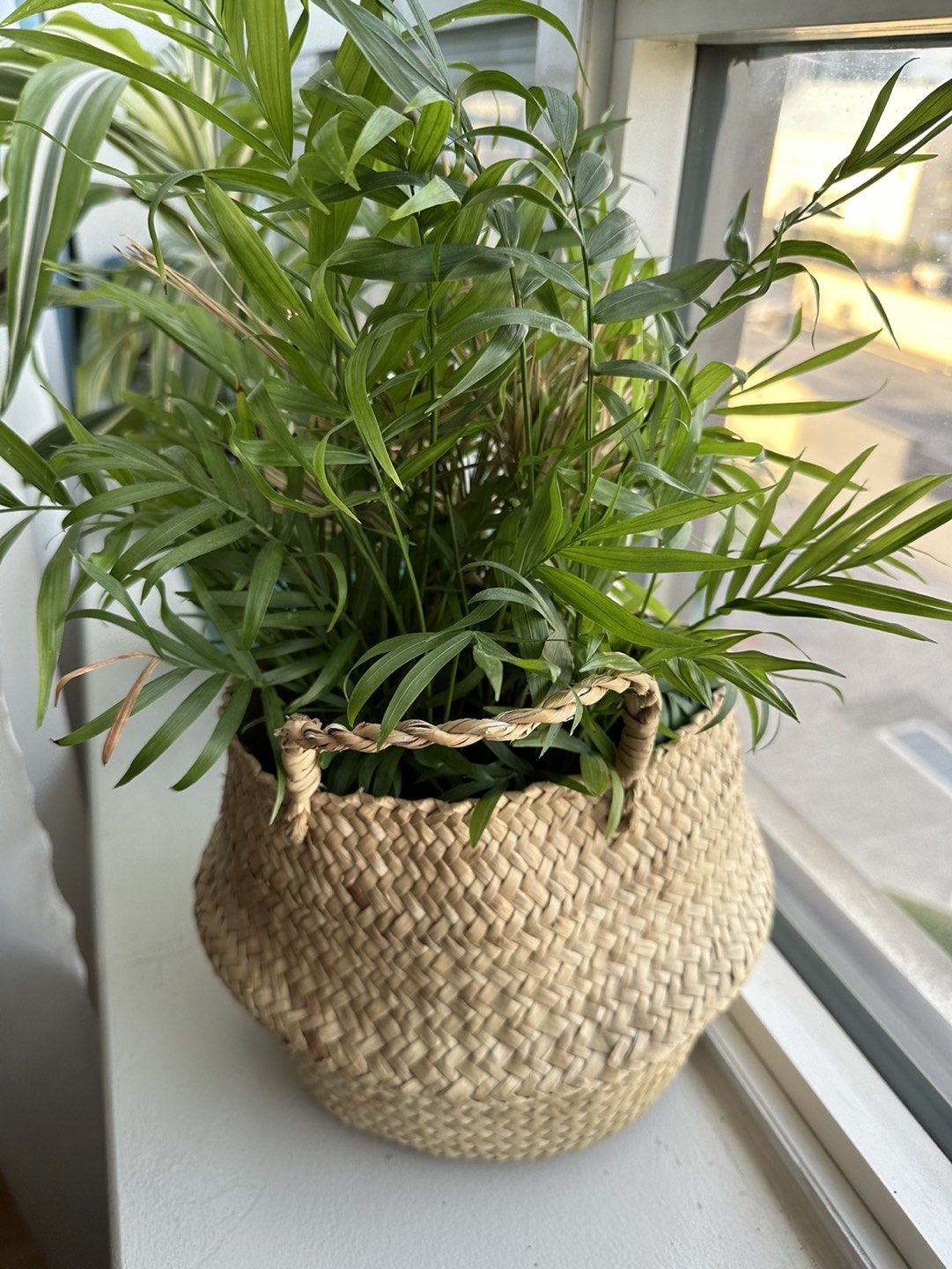 Plant