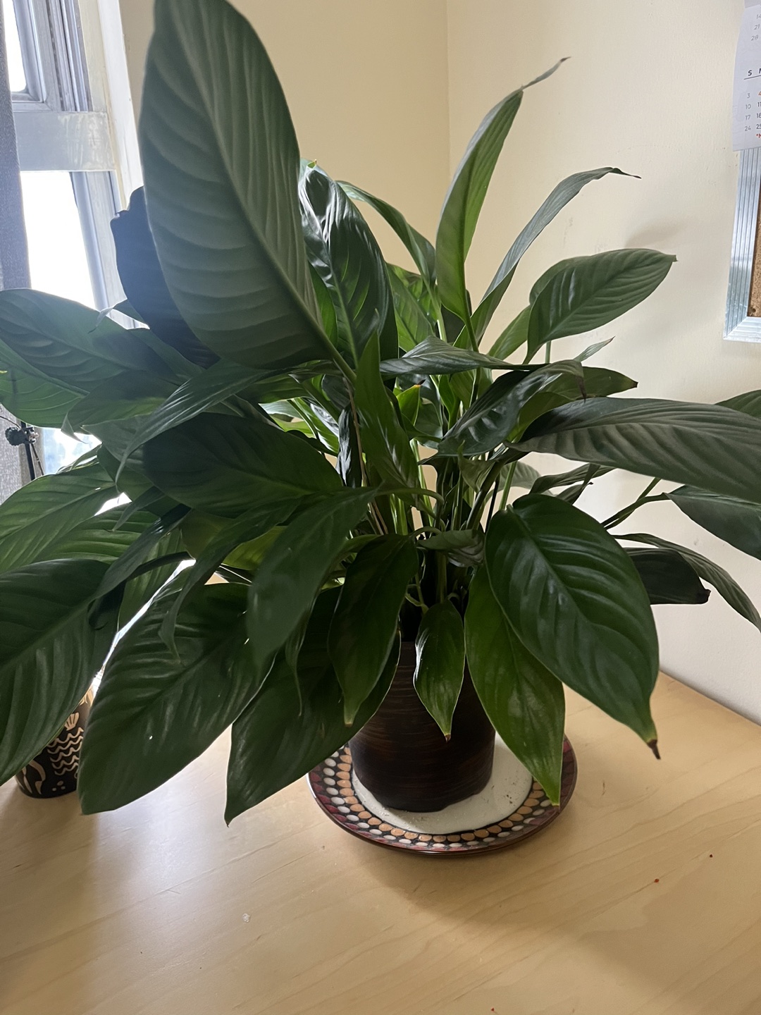 Spathiphyllum (🌱 garden) thumbnail