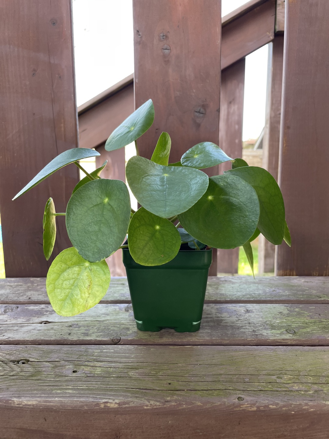 Chinese Money Plant