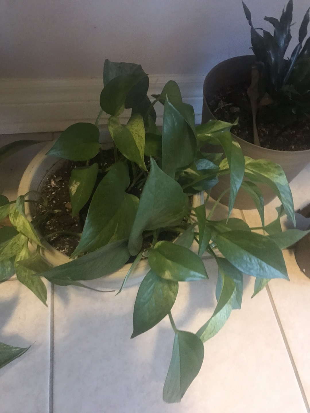 Money plant