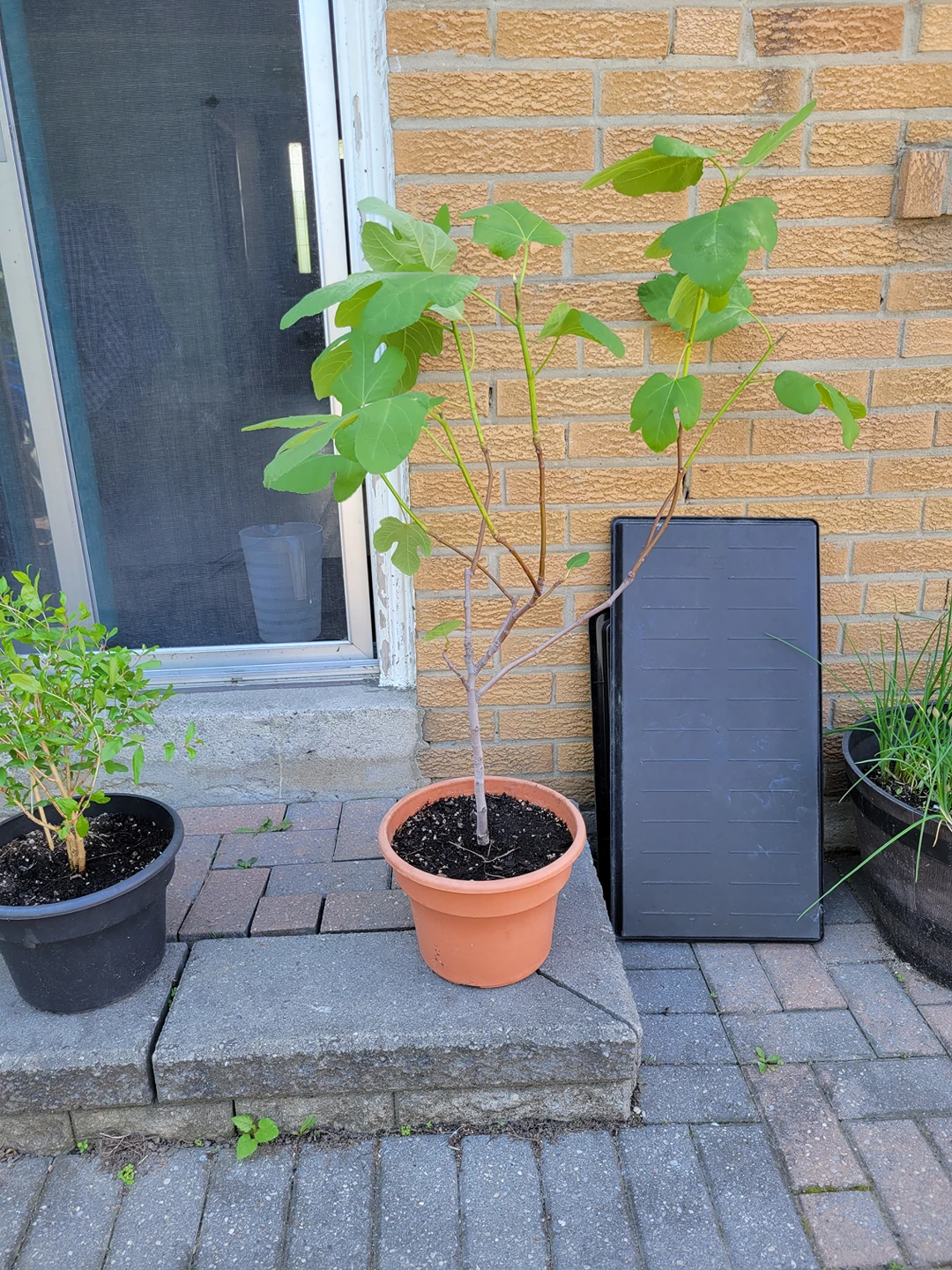 Black Fig Tree thumbnail
