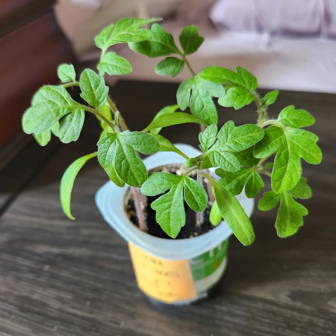 beefsteak tomato plants thumbnail