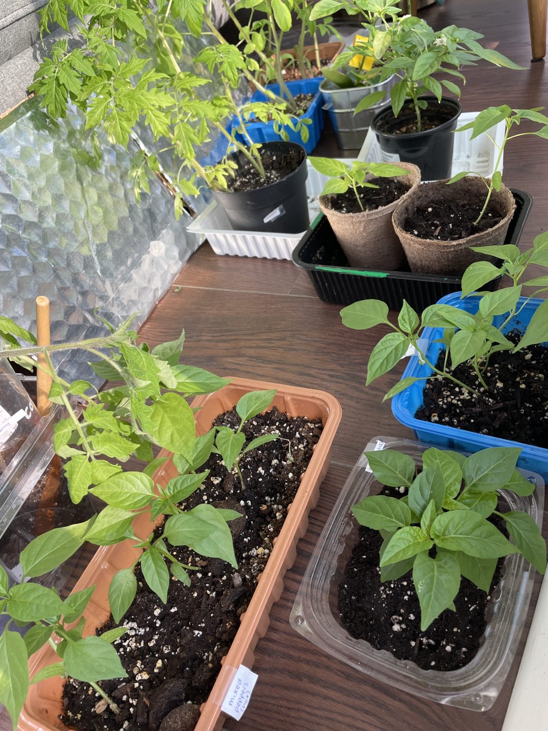 Variety of Peppers and Tomato Seedlings