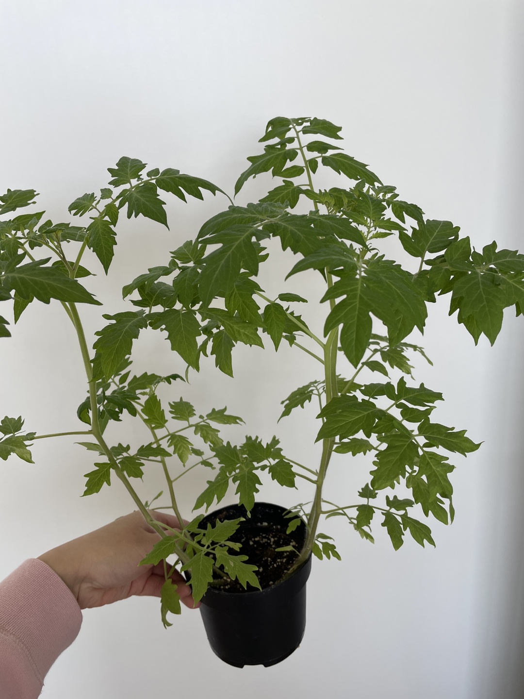 Sunrise Bumble Tomato