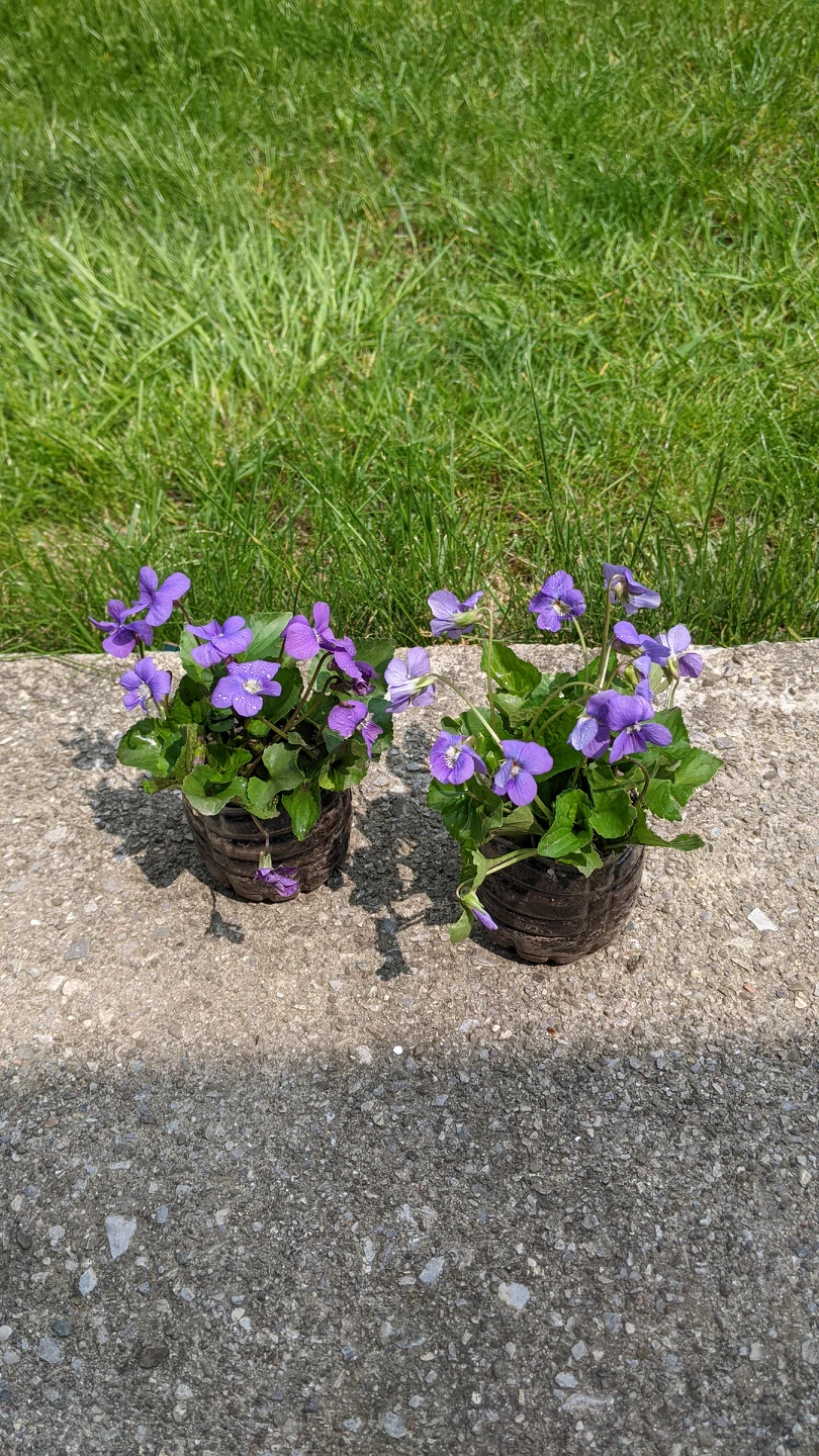 violets - photo 2