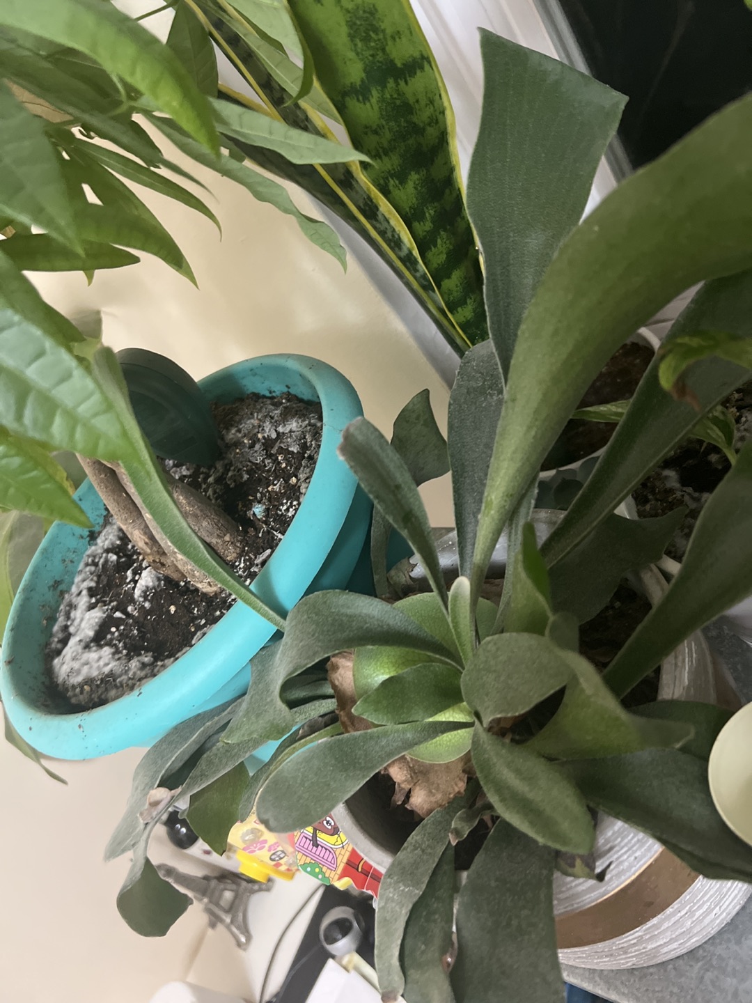 Growing up Elk horn fern for sale - photo 2