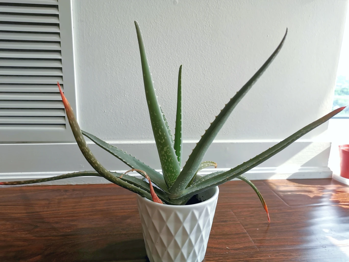 ✨Aloe vera plant thumbnail