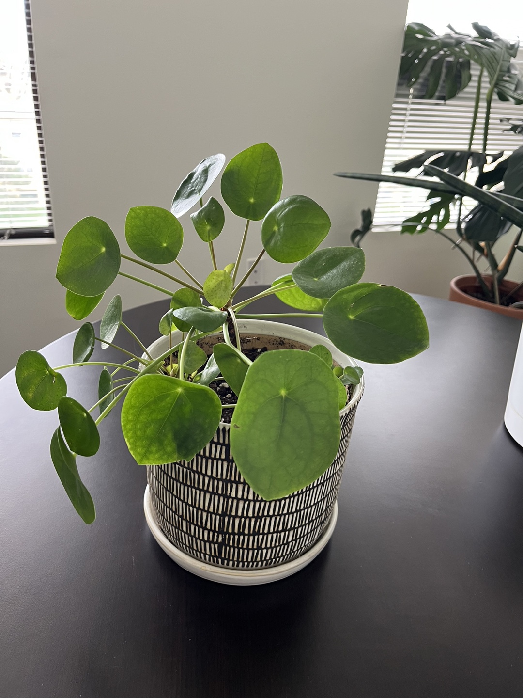 Plant in the pot. $5.00 thumbnail