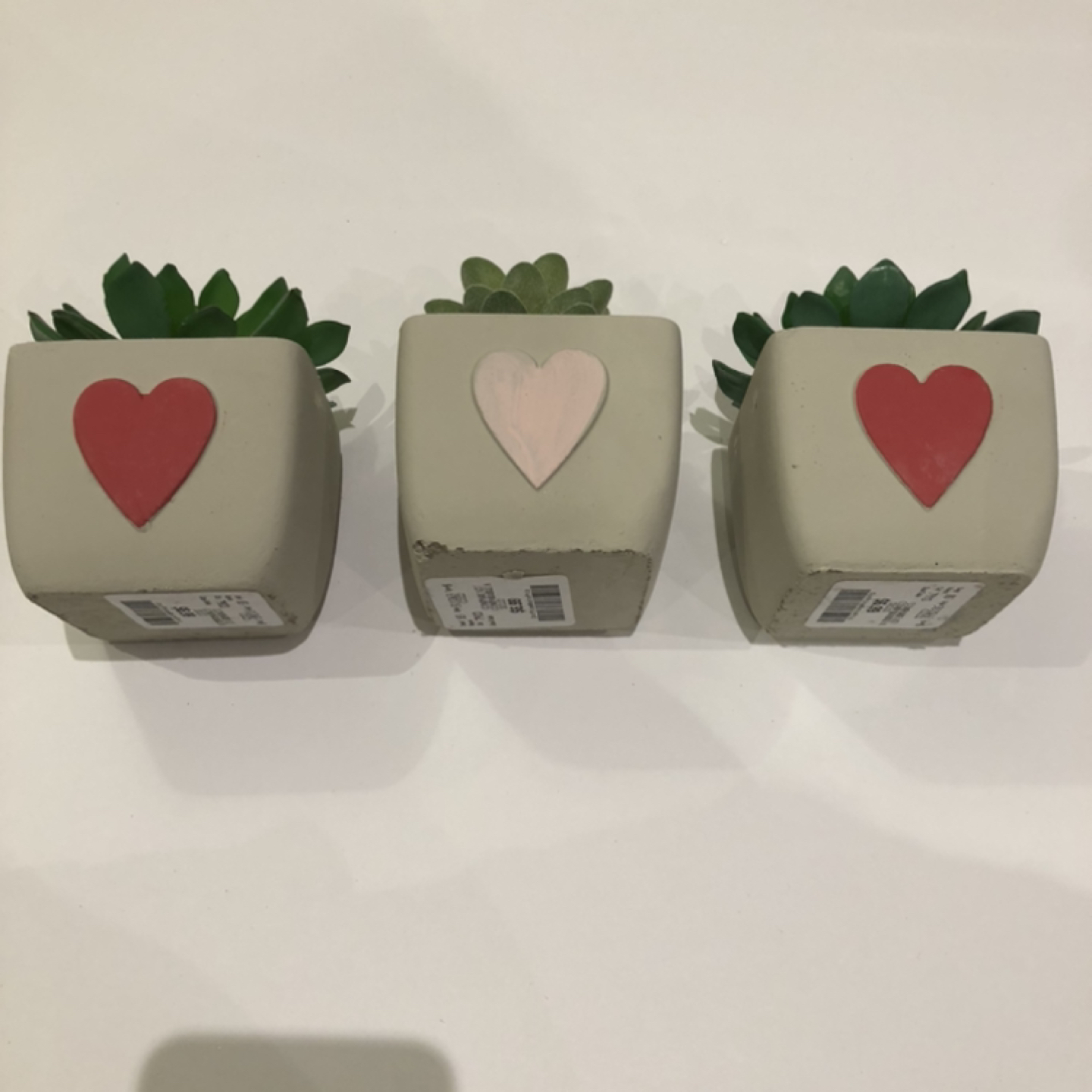 Succulent Decor 3pcs. | SOLD AS SET