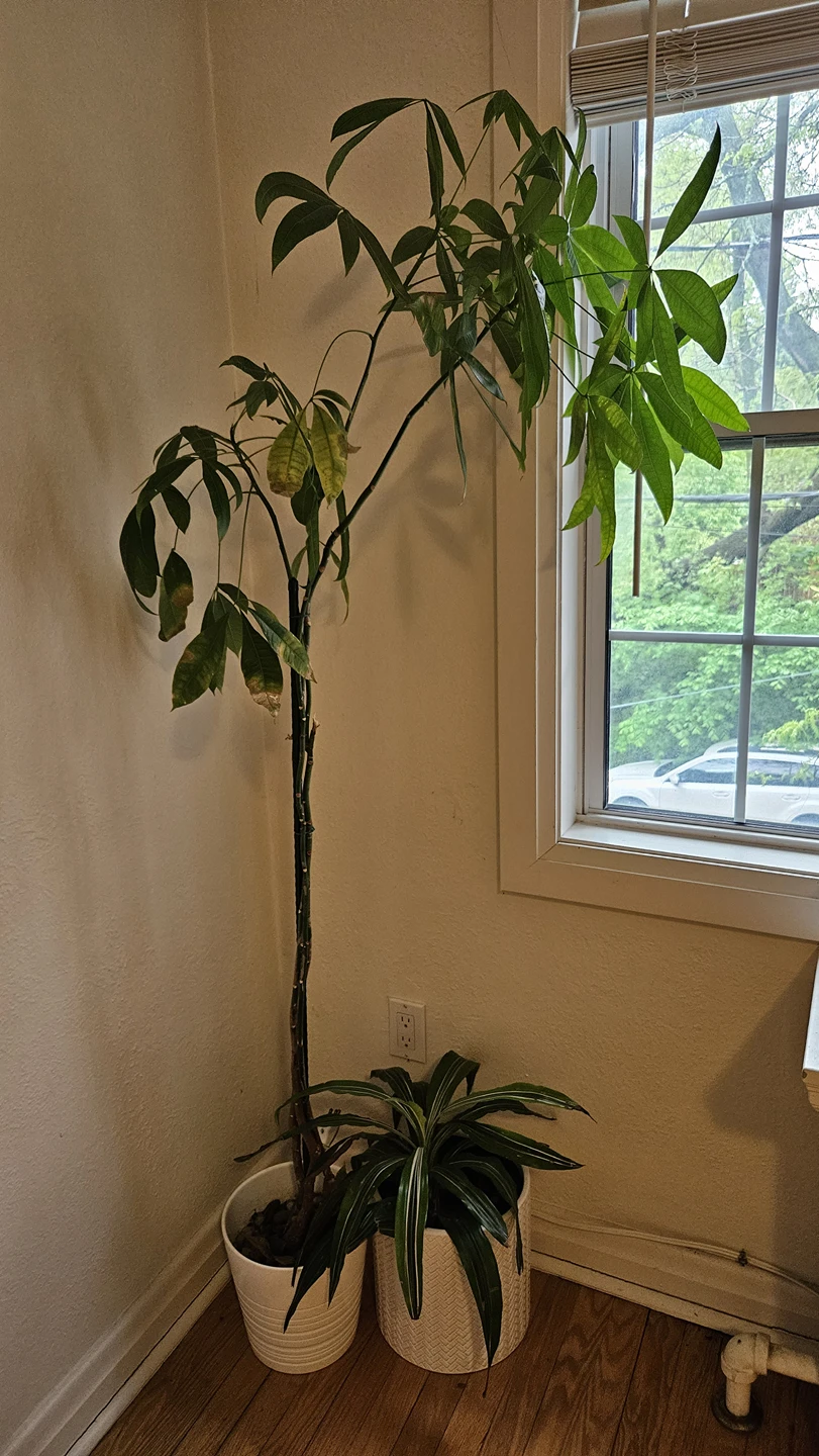 Lots of plants with pots thumbnail