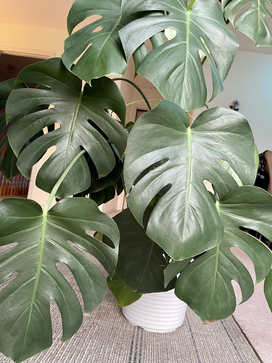 Monstera Deliciosa 1.30cm