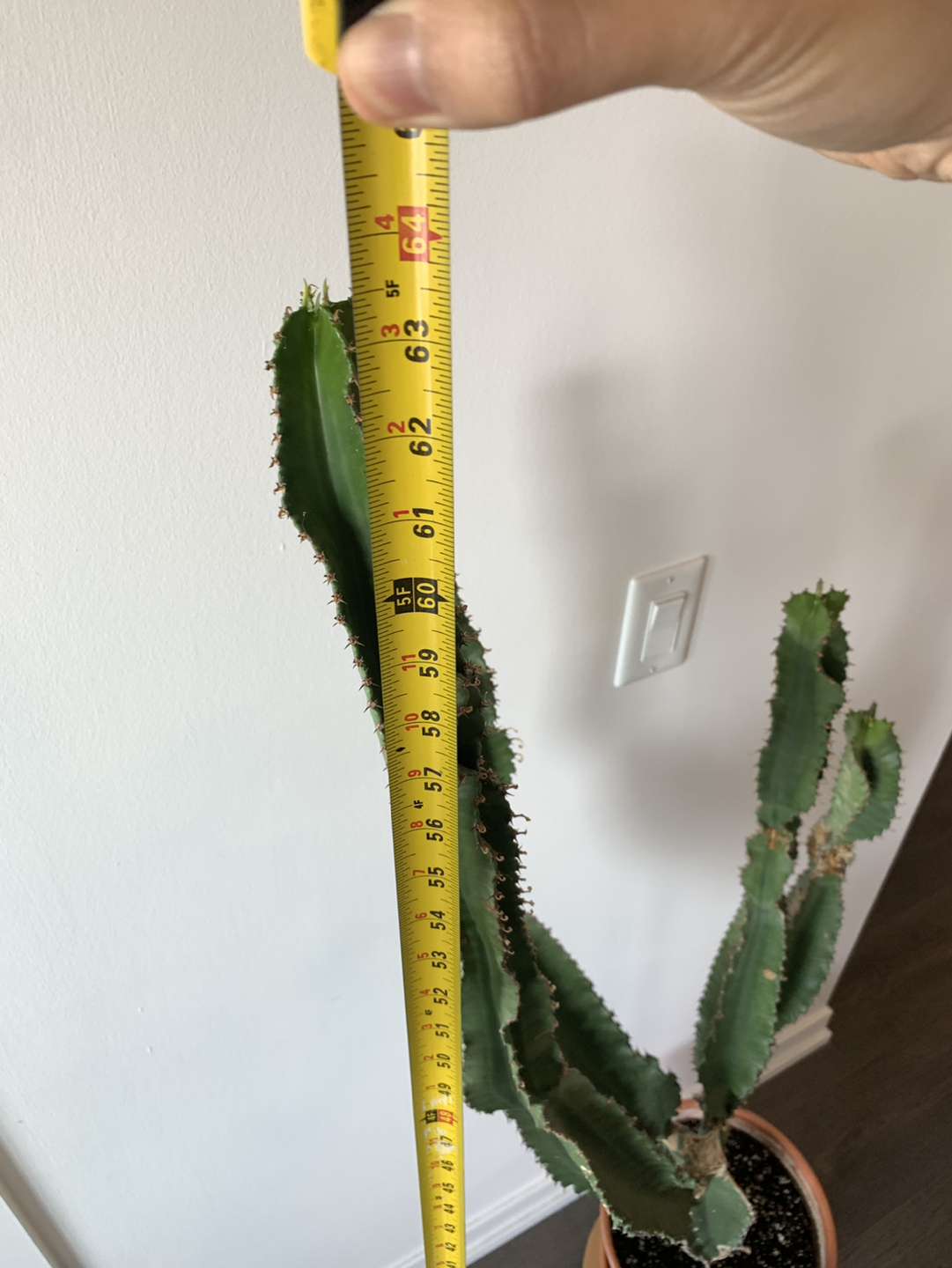 African milk tree / Euphorbia trigona - photo 2