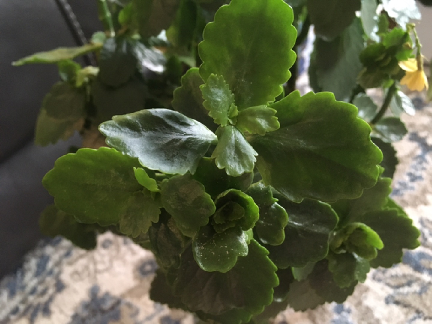 Beautiful apartment plant - photo 4