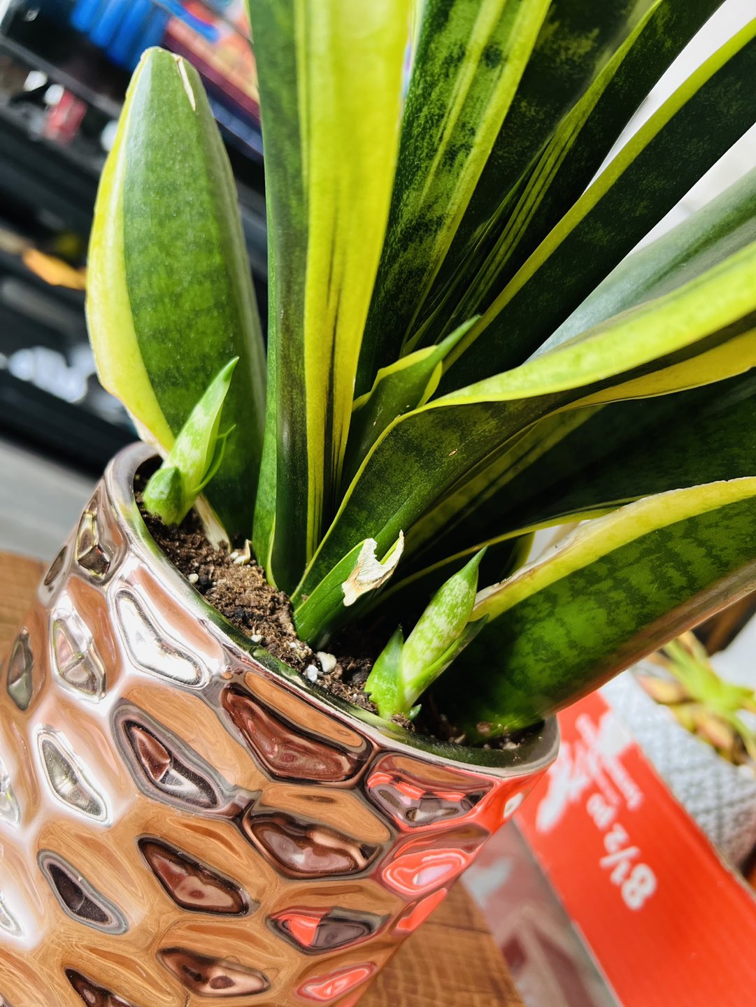 Snake Plant image indicator(3)