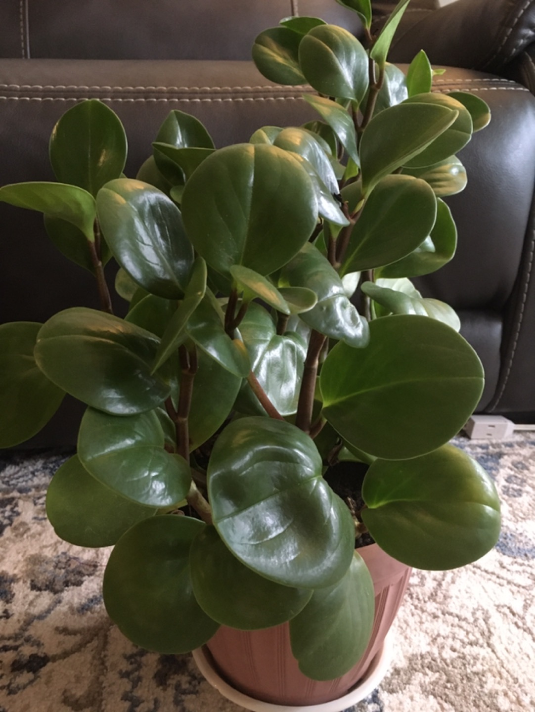 Large apartment plant