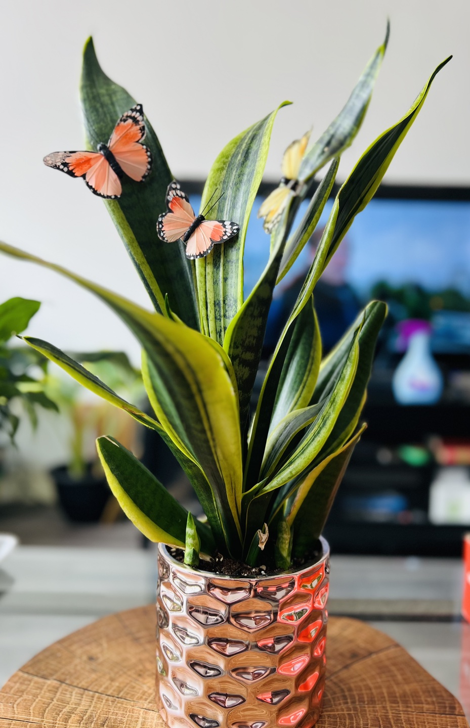 Snake Plant