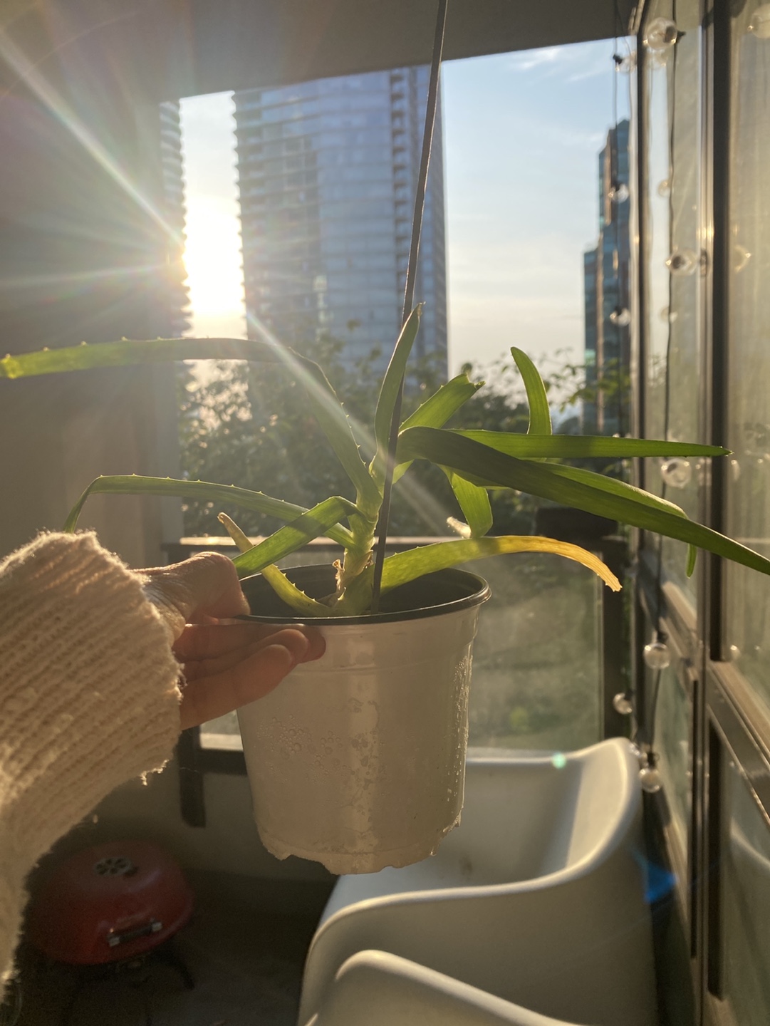 Aloe plant #freecycle thumbnail