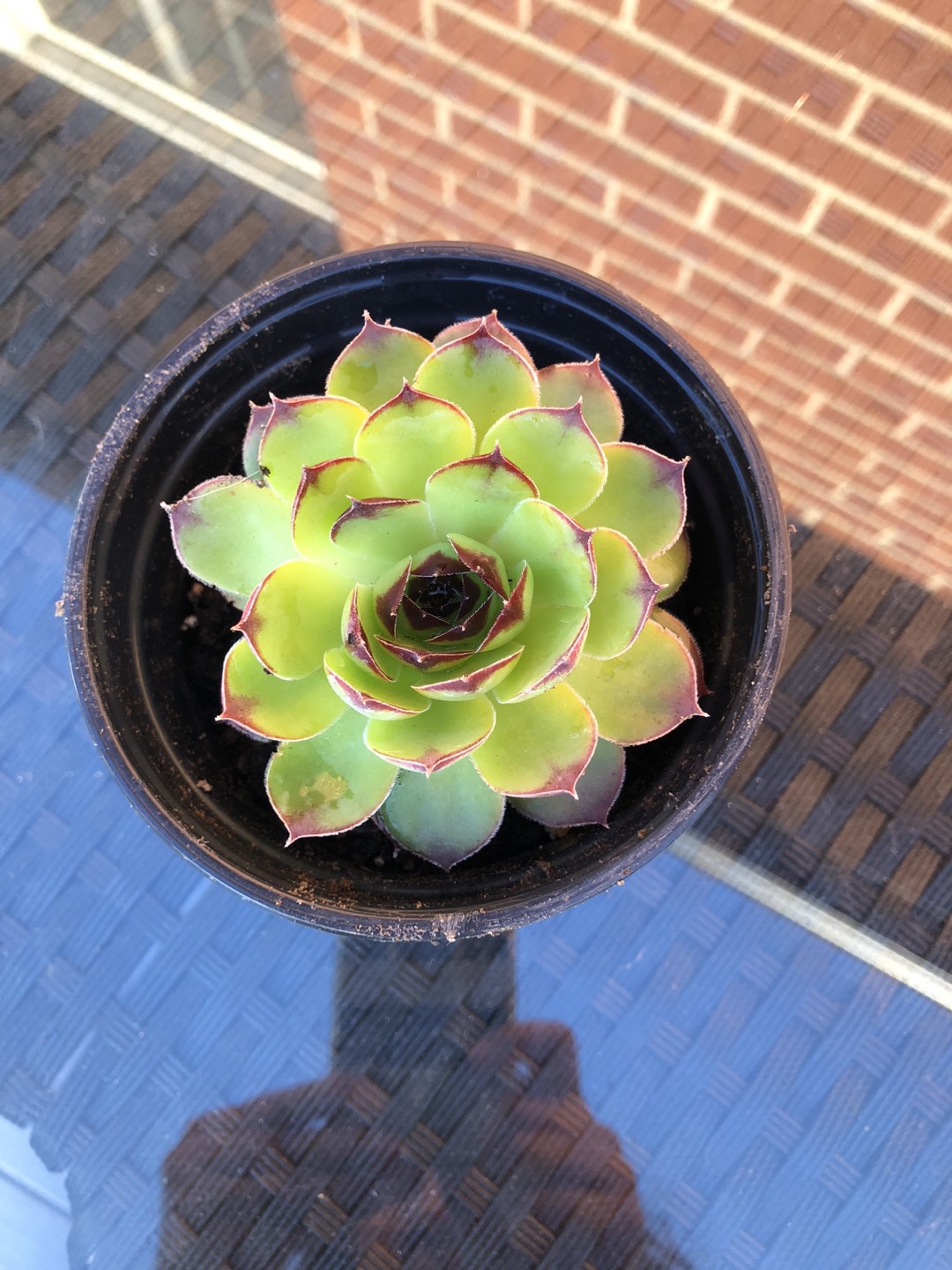 Succulents