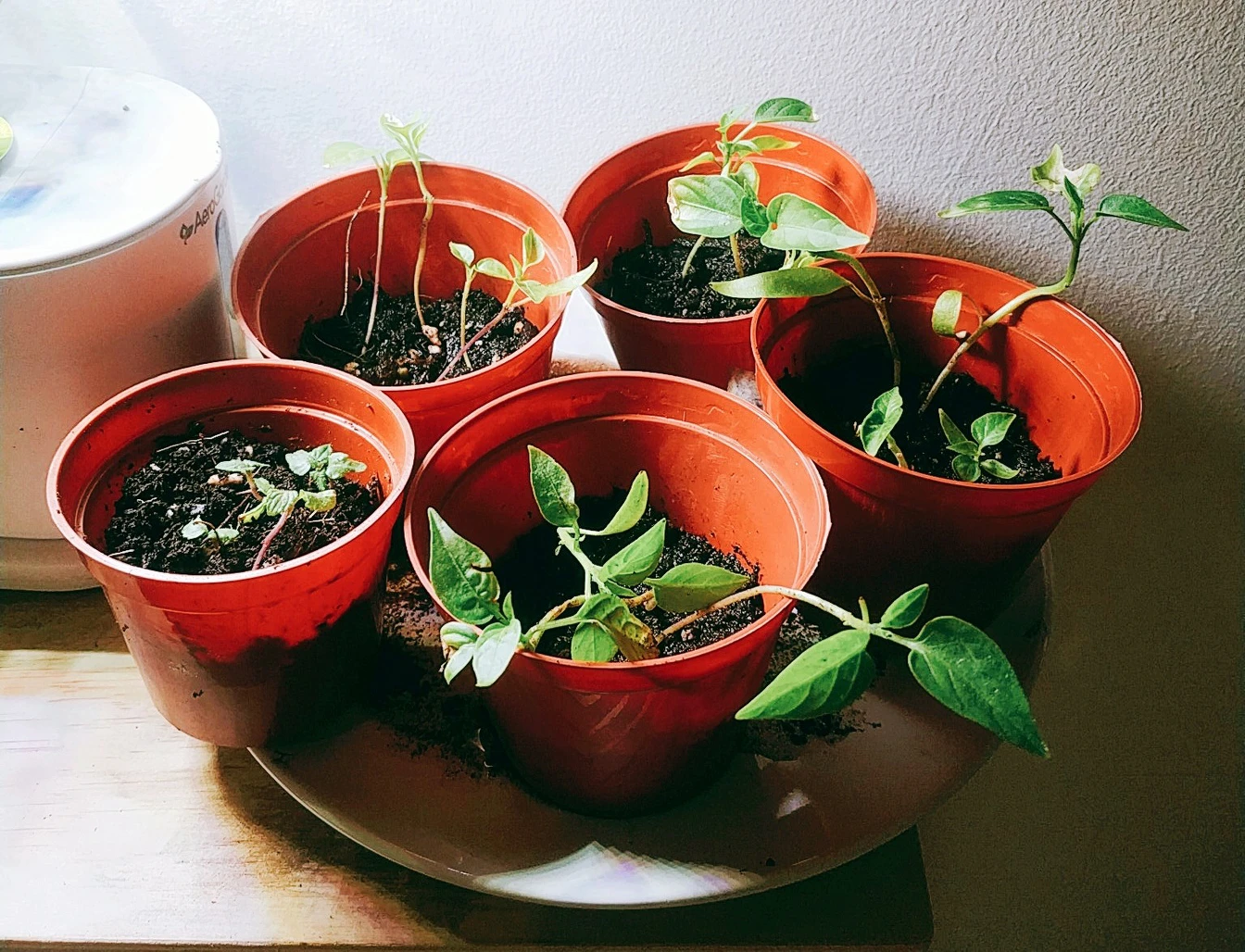 Free seedlings – shishito + jalapeno peppers, and perilla leaves thumbnail