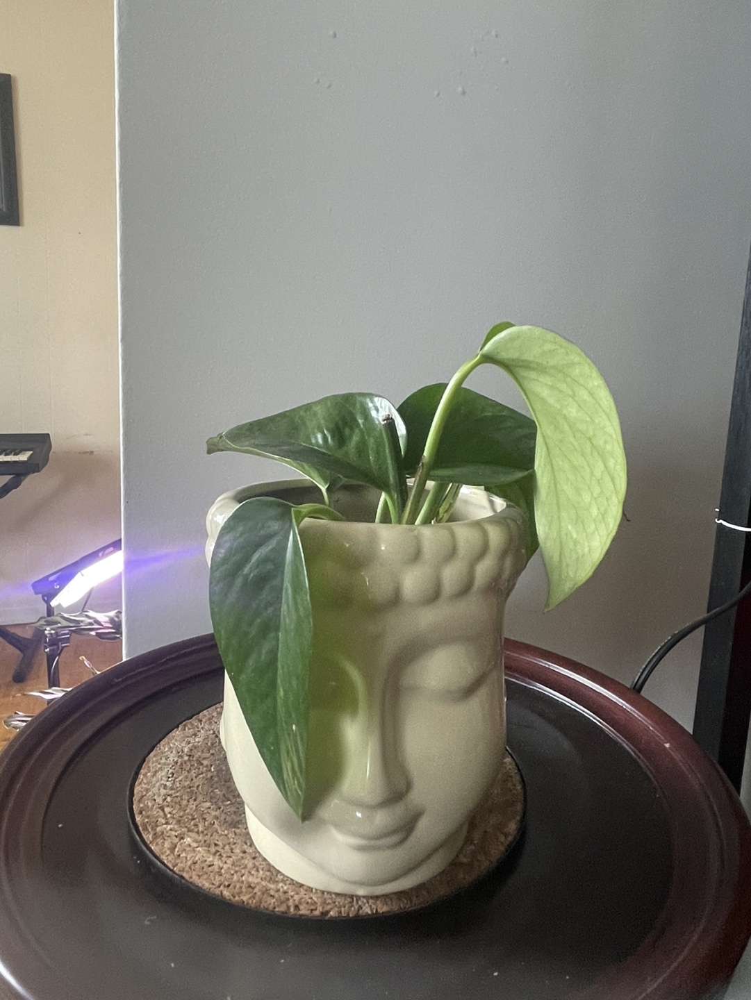 Assorted Indoor plant thumbnail