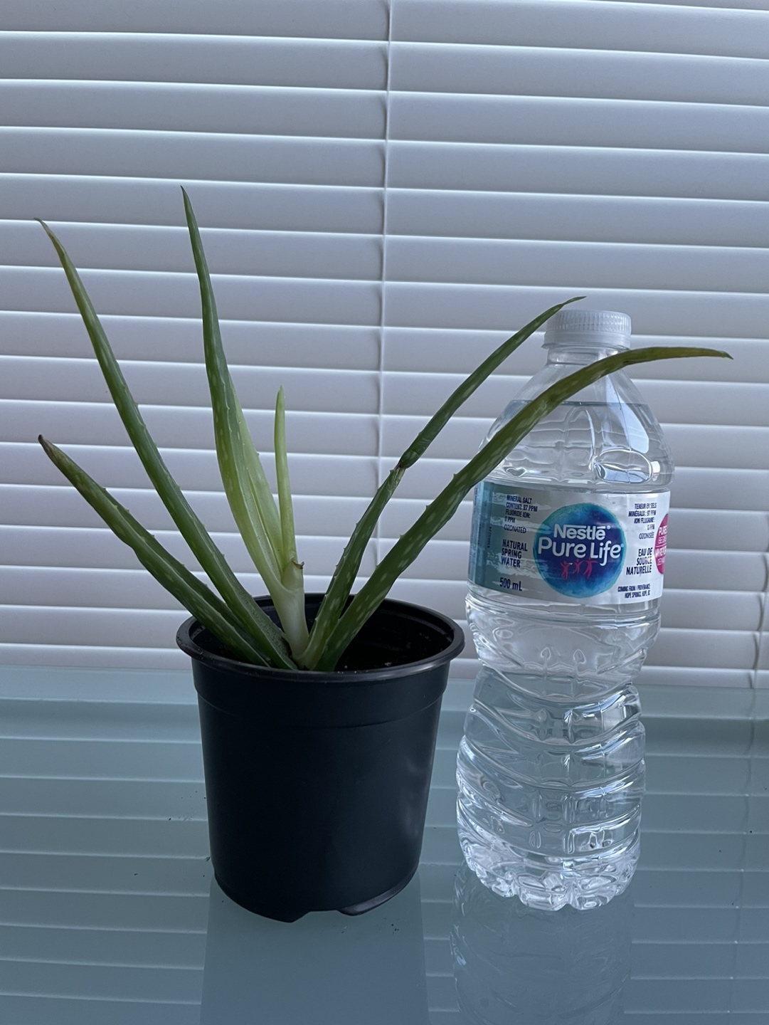 Aloe Vera Plant thumbnail