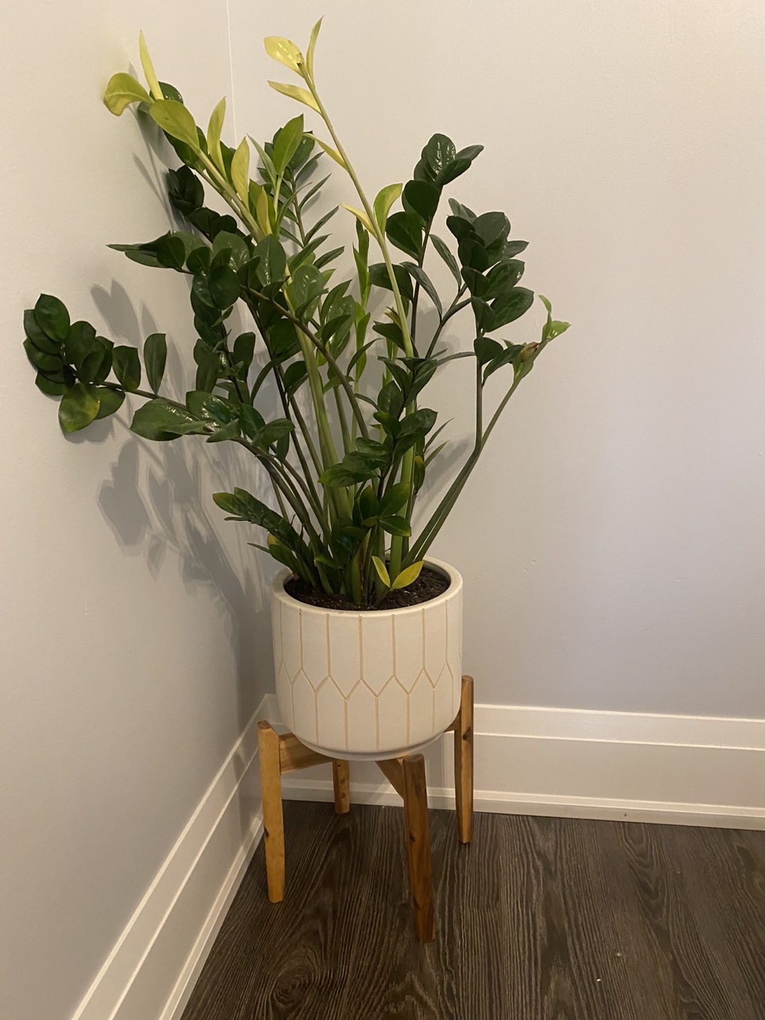 Planter with ZZ plant