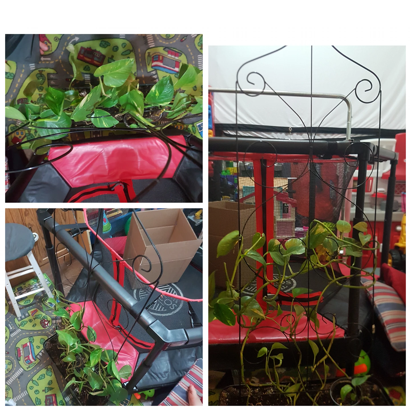 money plant thumbnail