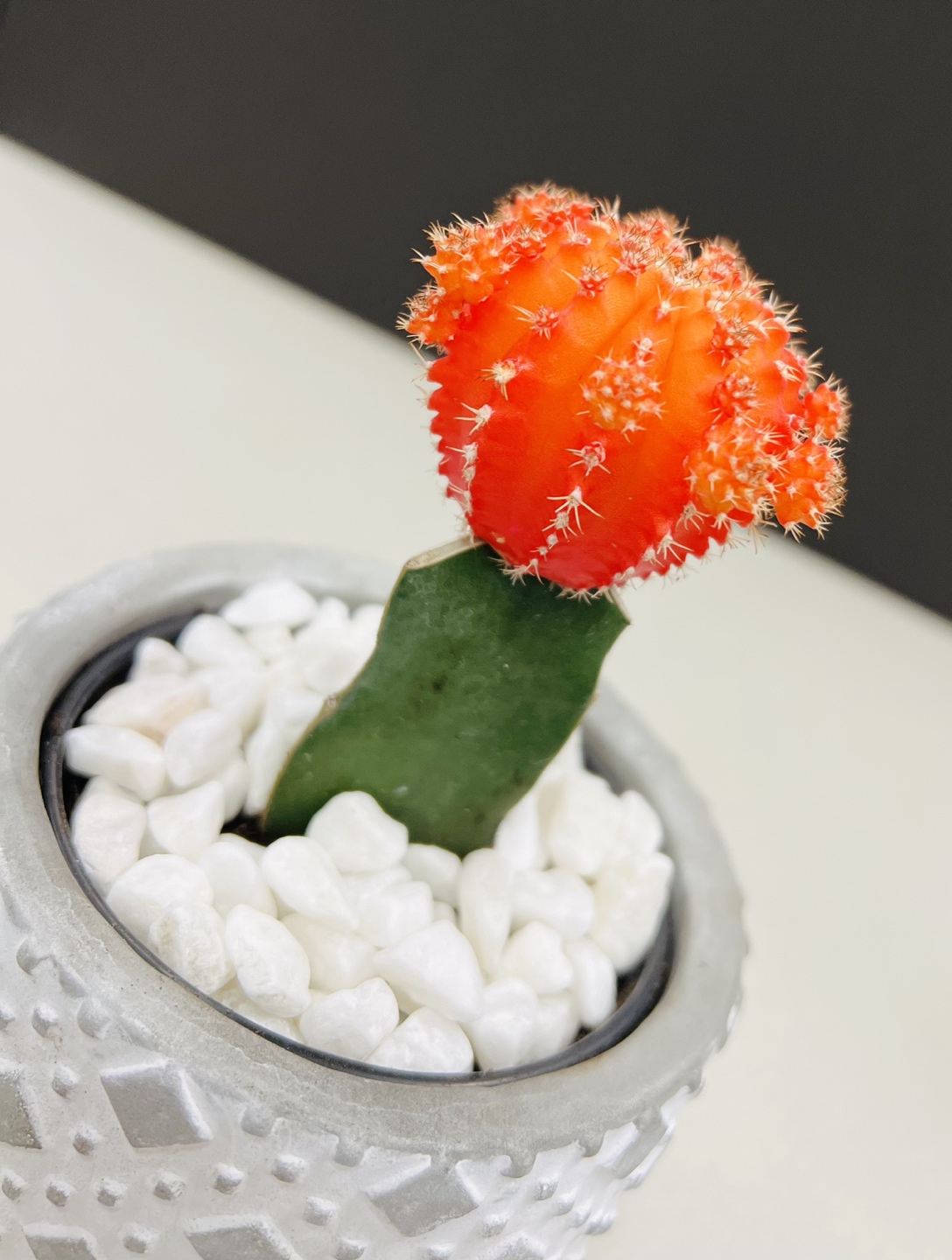 Cactus mini