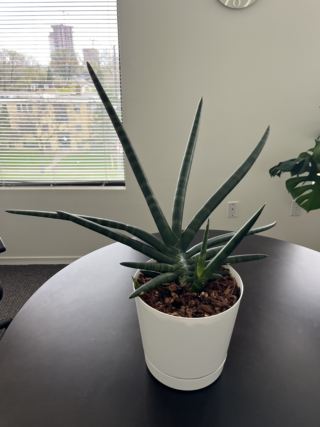 Plant with the pot. $5.00 thumbnail