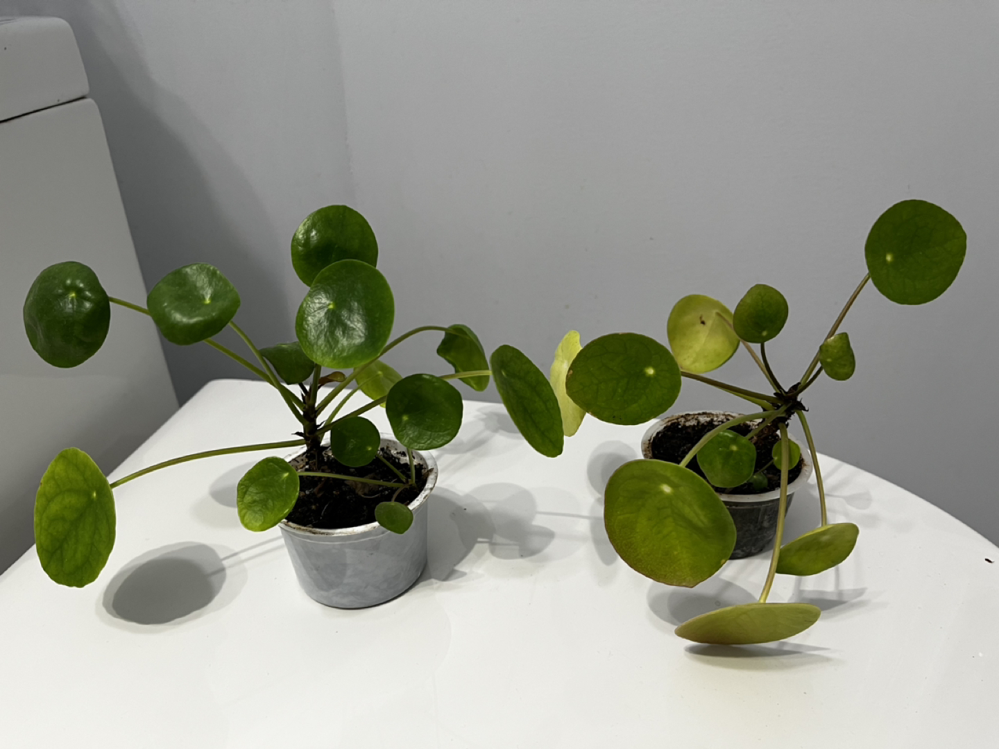 Day 4 🌱 pilea plant - photo 2
