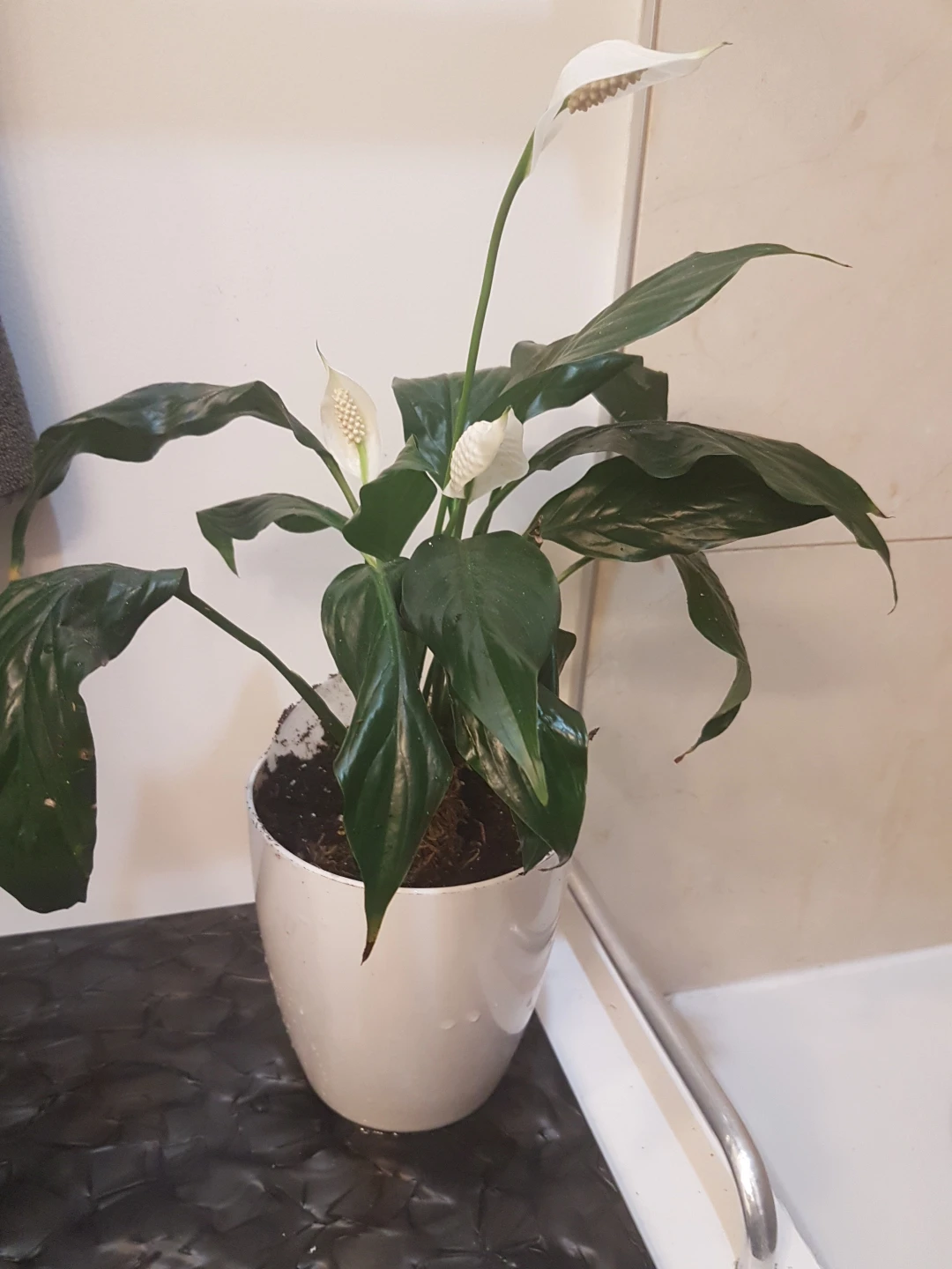 peace lily plant thumbnail
