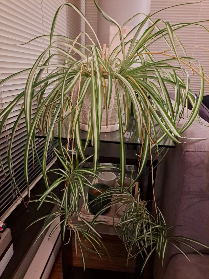 spider plant babies thumbnail