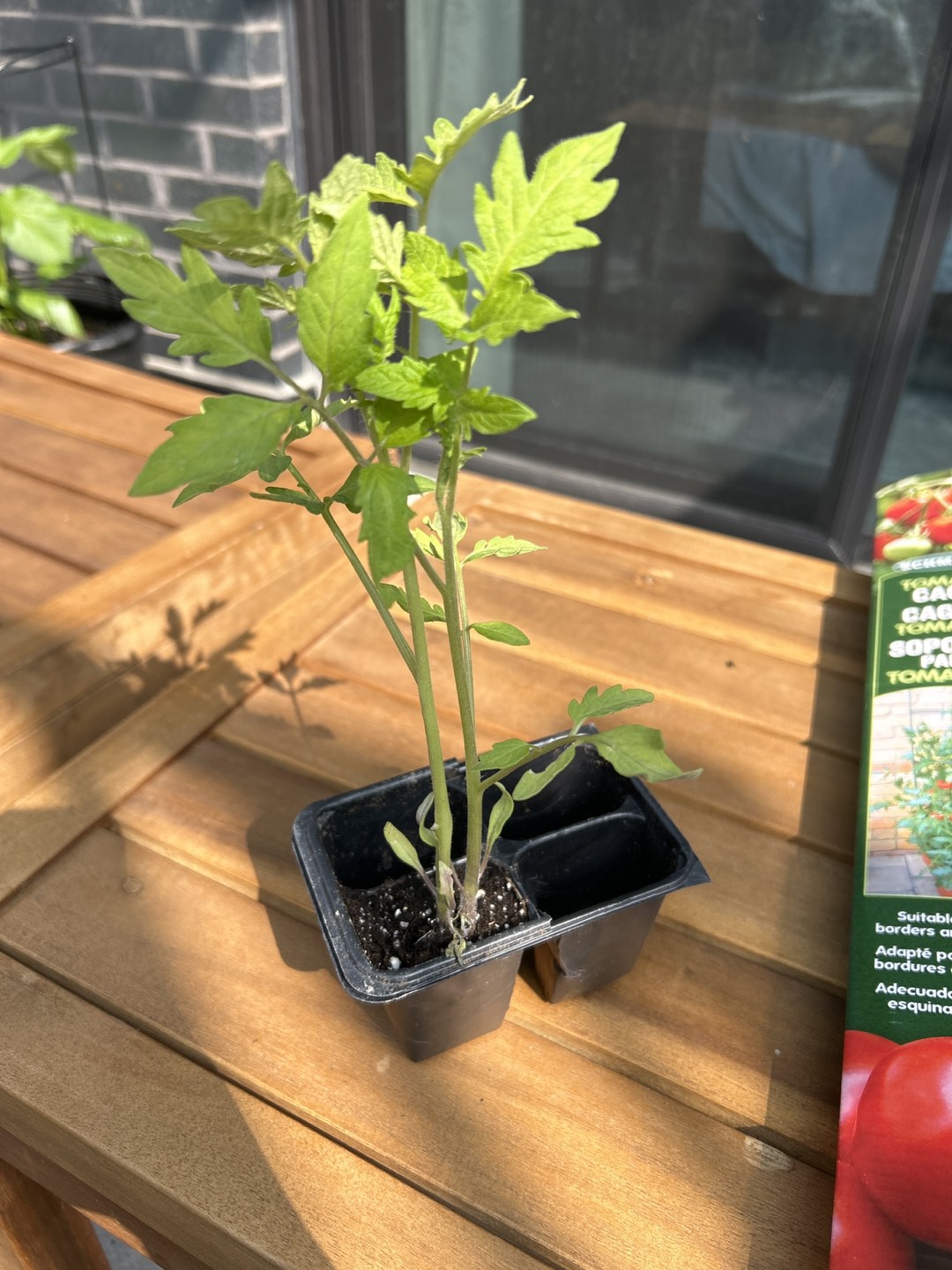 2 tomato seedlings