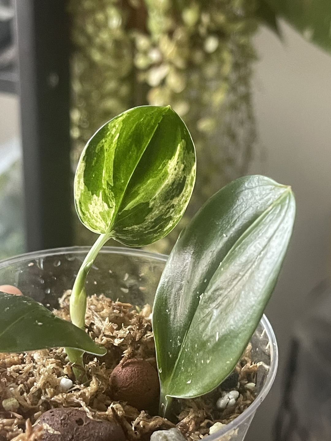 Trade# Scindapsus Treubii Darkform Variegated thumbnail