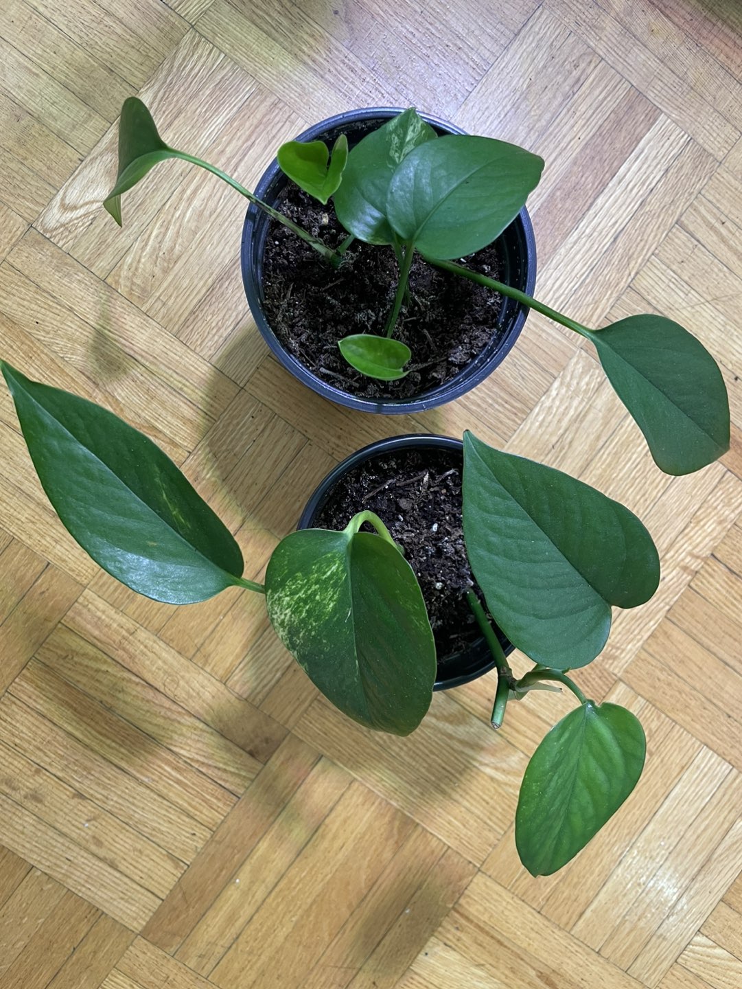 Plant thumbnail