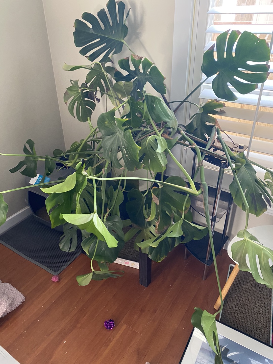 Massive Monstera in search of a new home and some TLC - photo 4