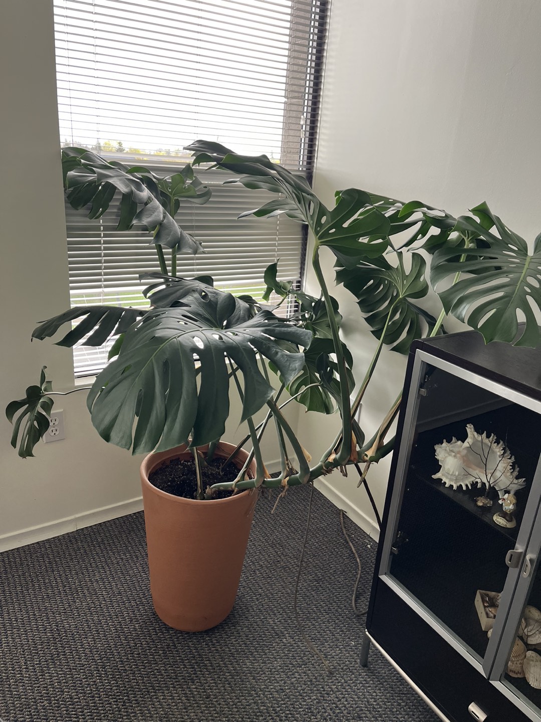 Monstera plant with the pot.$10.00 thumbnail